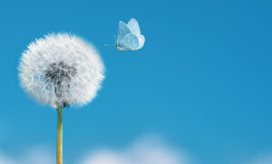 Un papillon sur un fond de ciel bleu… le symbole de l'avènement de Bluesky face à X (anciennement Twitter)